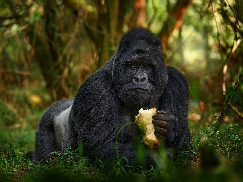 Fly-in private gorilla safari in Uganda