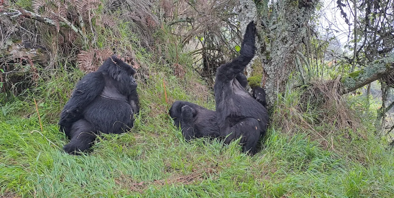 7 Days Luxury Gorilla Trekking for Gay Couples Uganda