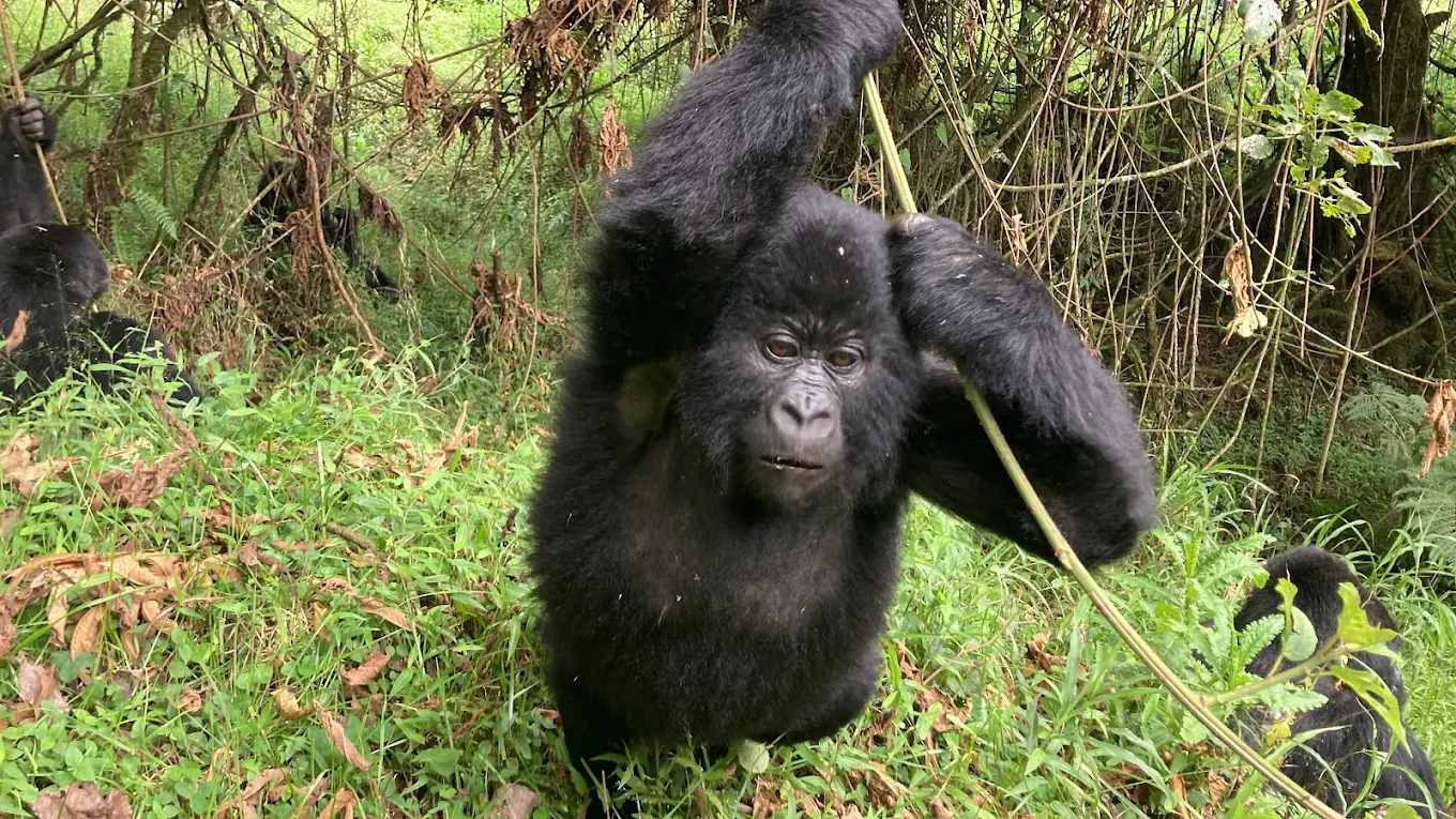 Mgahinga Gorilla National Park Gorilla Trekking