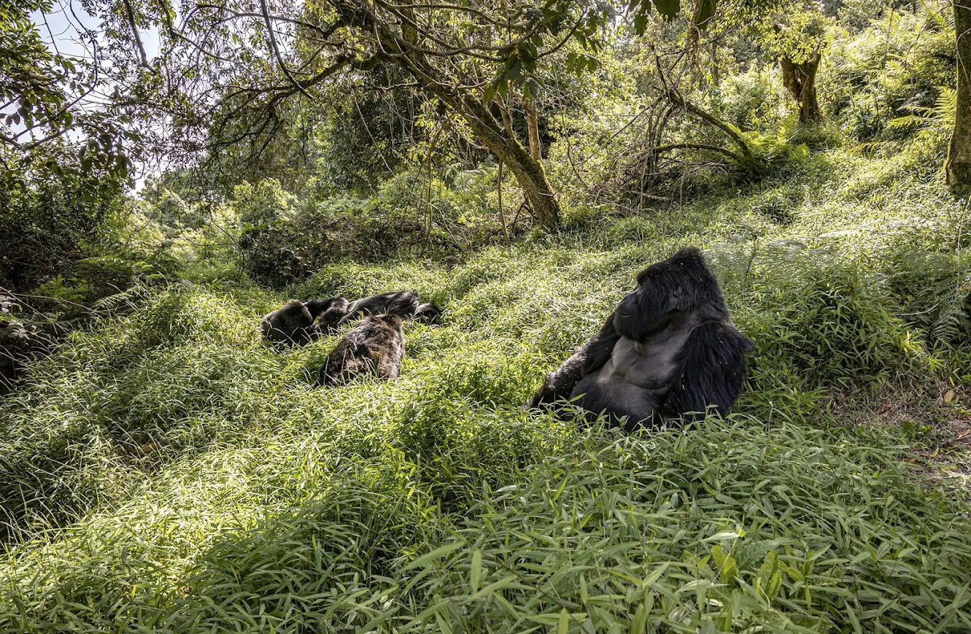 Best Gorilla Families to Trek in Uganda’s Mgahinga Gorilla National Park
