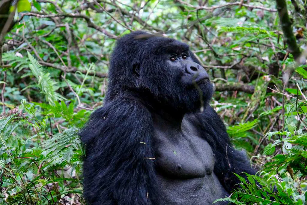 Mgahinga Gorilla National Park Mountain Gorillas