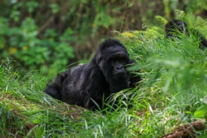 Luxury Gorilla Trekking Mgahinga Gorilla National Park Uganda | Elevana Safaris