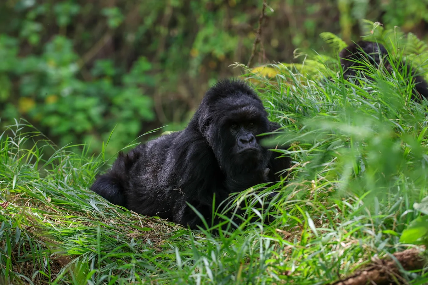 Best Luxury Gorilla Tours in Africa – Uganda vs Rwanda Compared