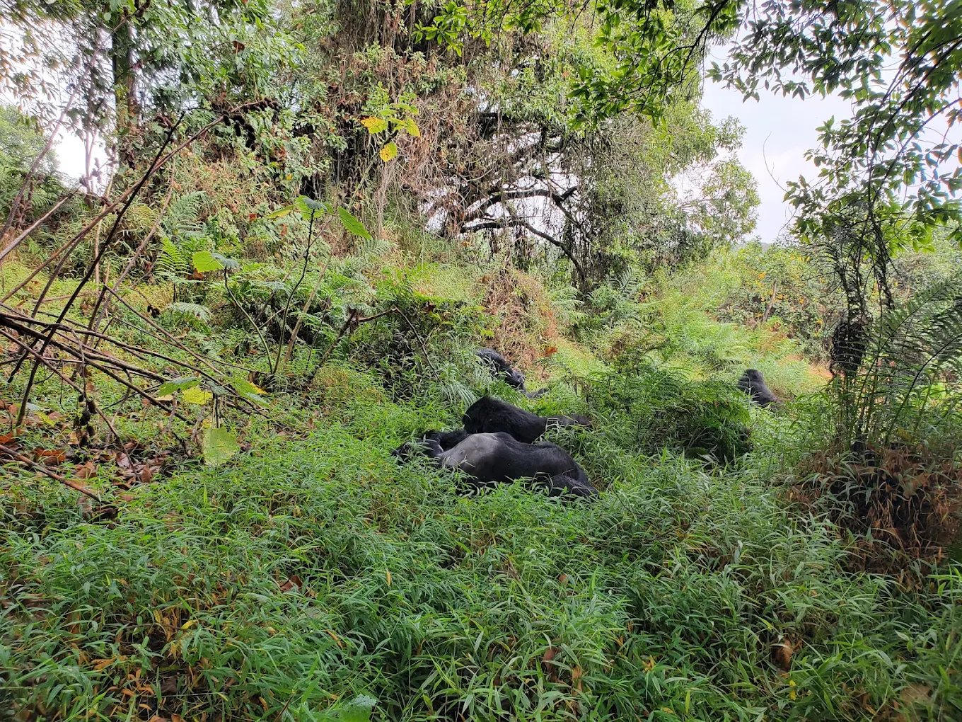 Mgahinga Gorilla National Park trekking experience Uganda luxury safari