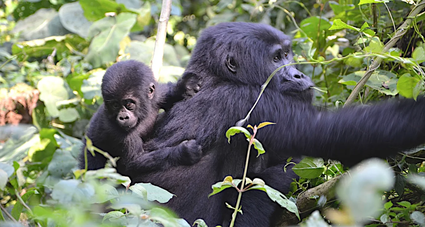 Luxury gorilla habituation trekking in Uganda