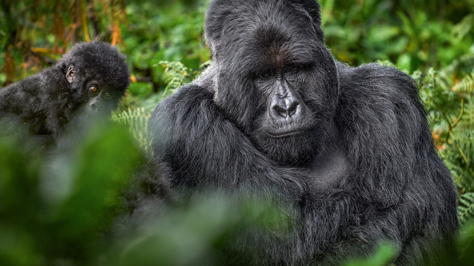 Mountain gorilla with young baby in Mgahinga National Park, Uganda – Elevana luxury gorilla trekking