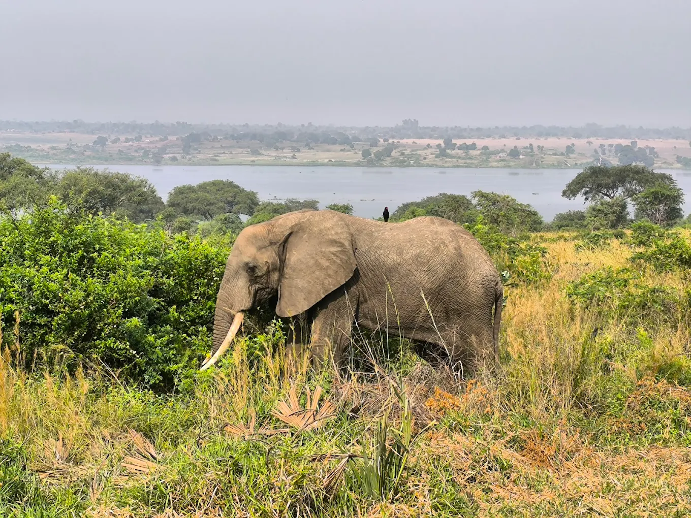 Scenic landscape of Murchison Falls National Park