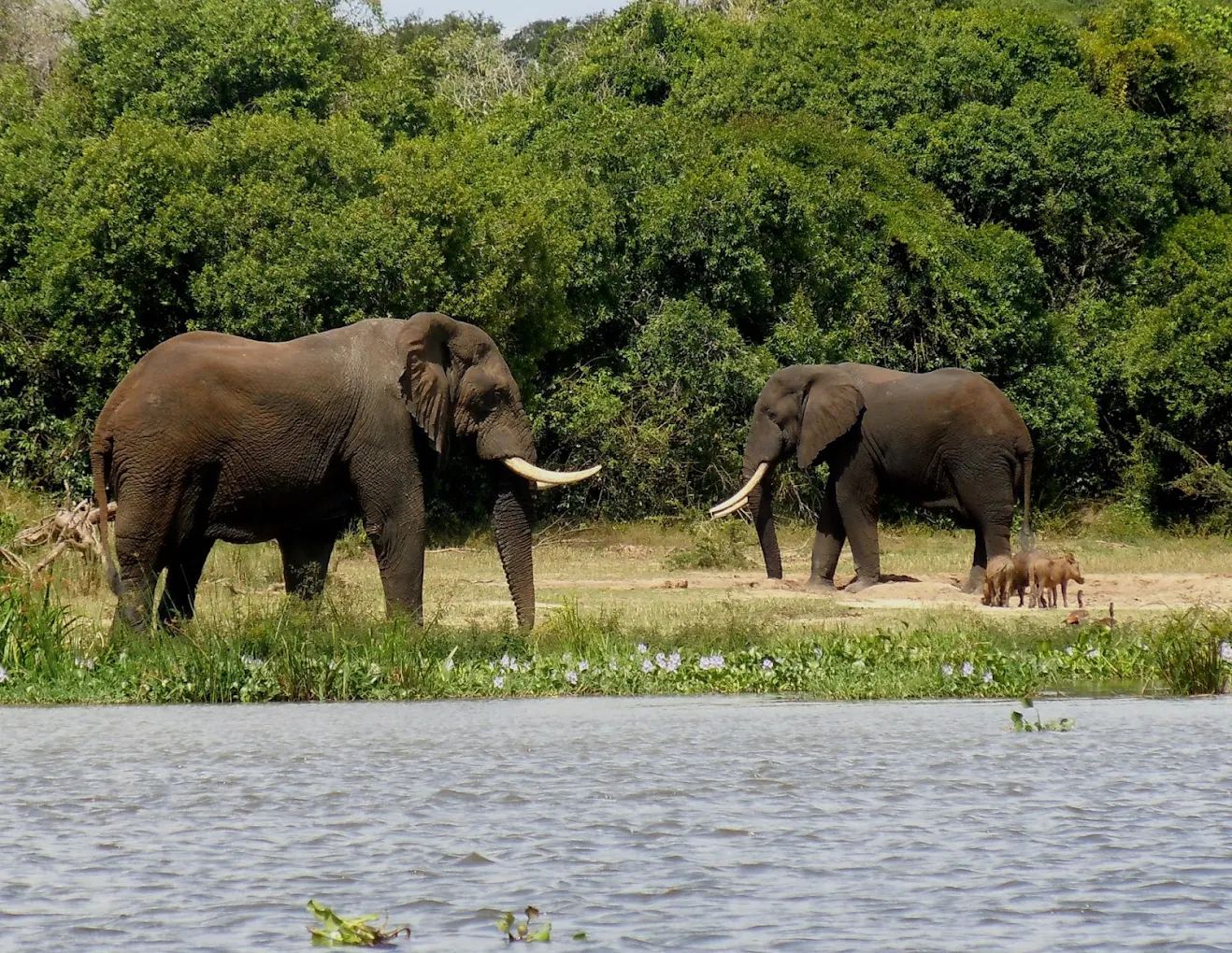 Luxury Safari in Murchison Falls National Park