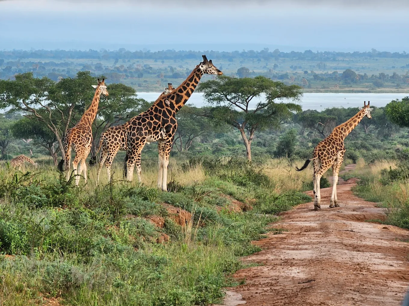 Murchison Falls National Park Wildlife Safari