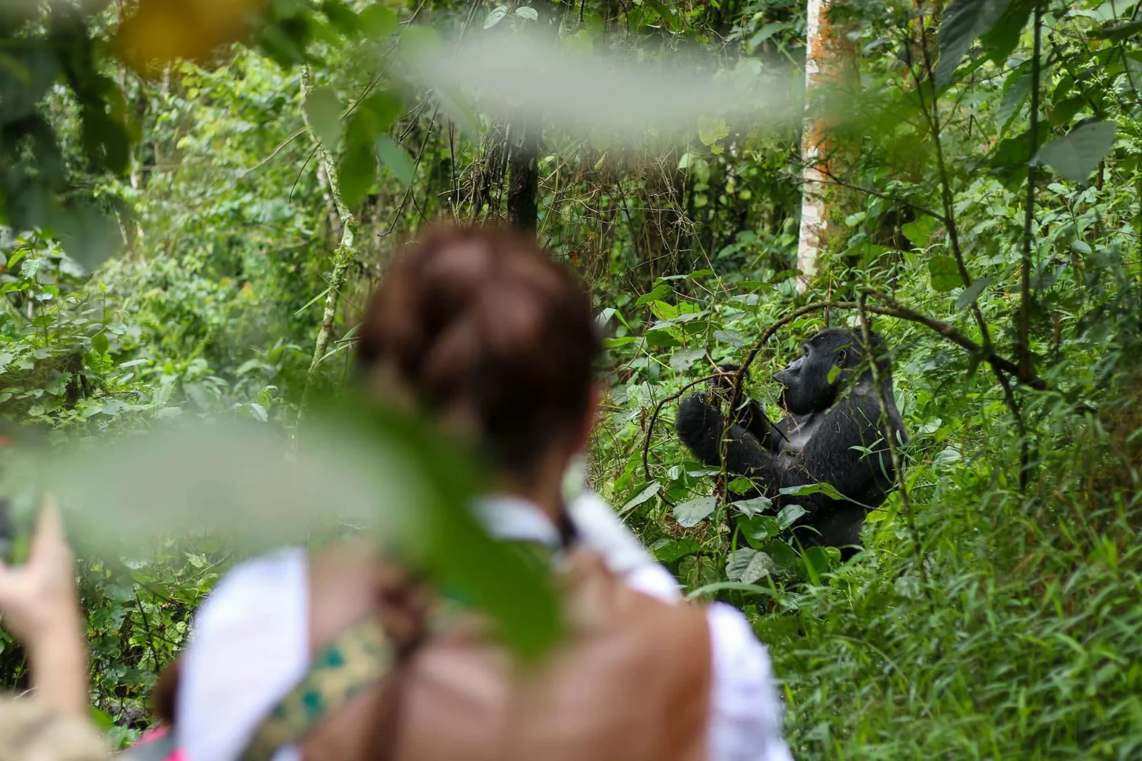 Plan Your Luxury Gorilla Trekking Safari in Uganda