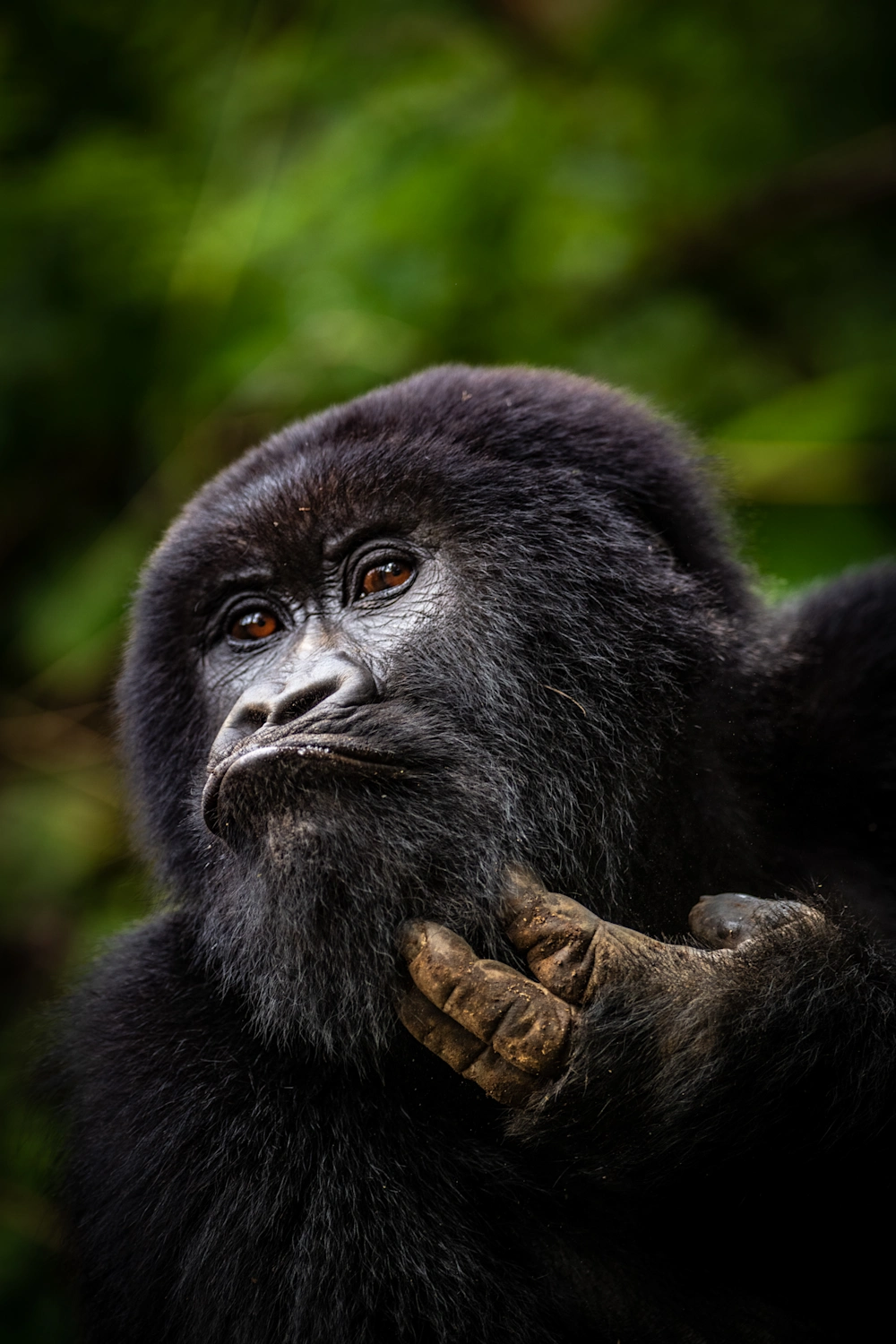 Sabyinyo gorilla family encounter in Volcanoes National Park