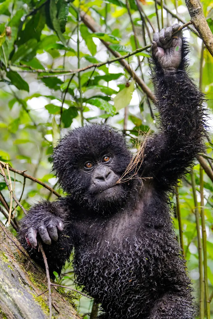 Luxury Gorilla Photography Tours – Professional Guided Trips