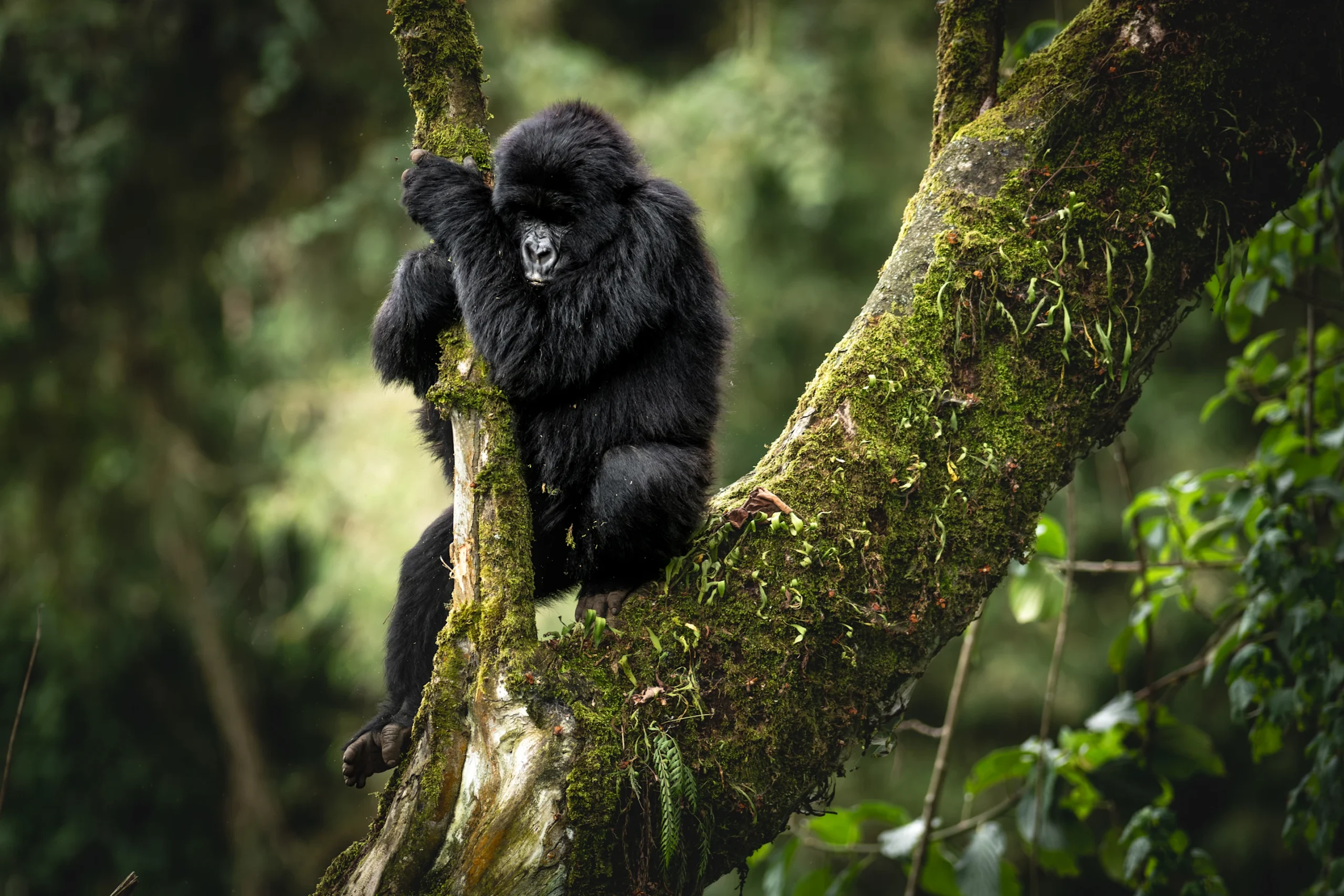 Young mountain gorilla in a luxury trekking experience