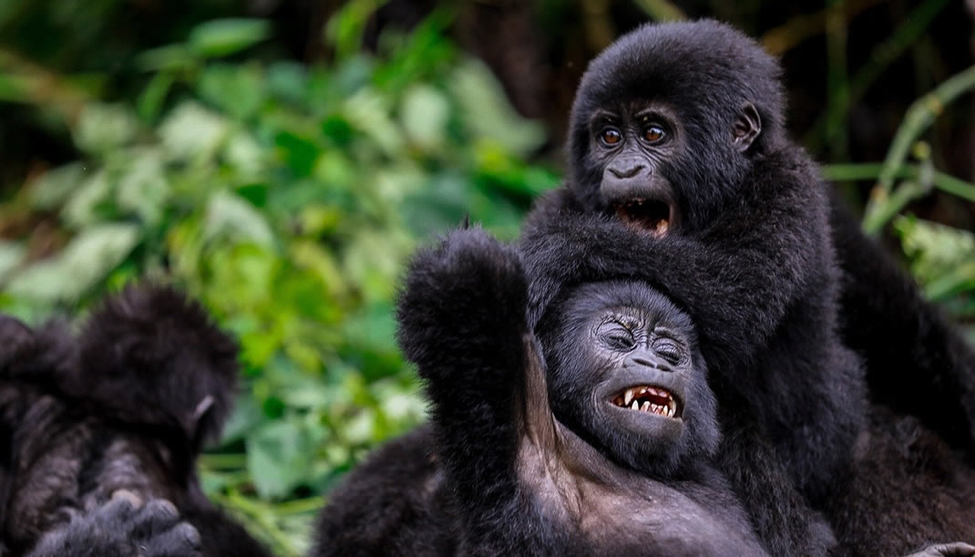 Is luxury gorilla trekking suitable for seniors?
