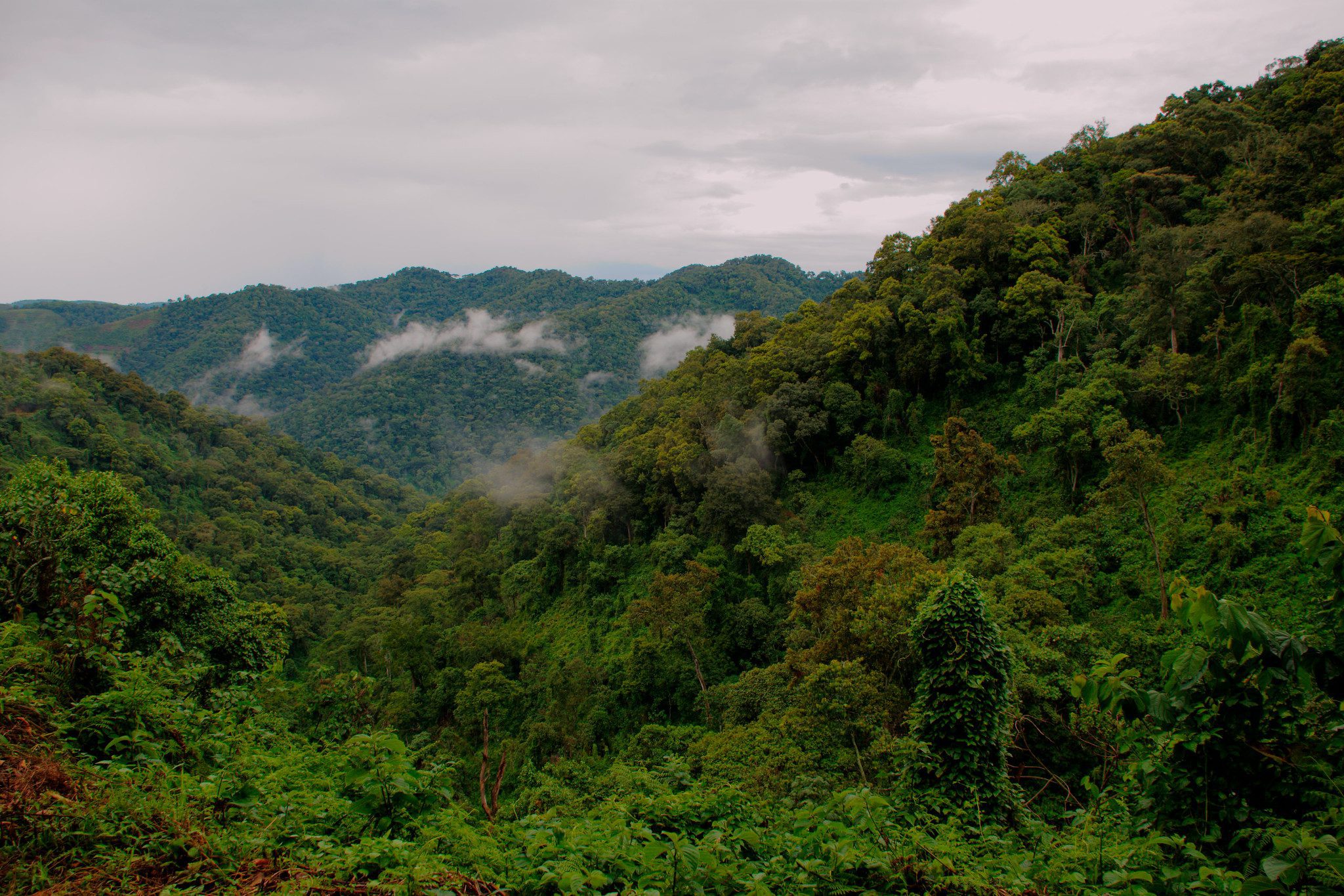 Lush rainforest scenery in Bwindi Impenetrable National Park for gorilla photography