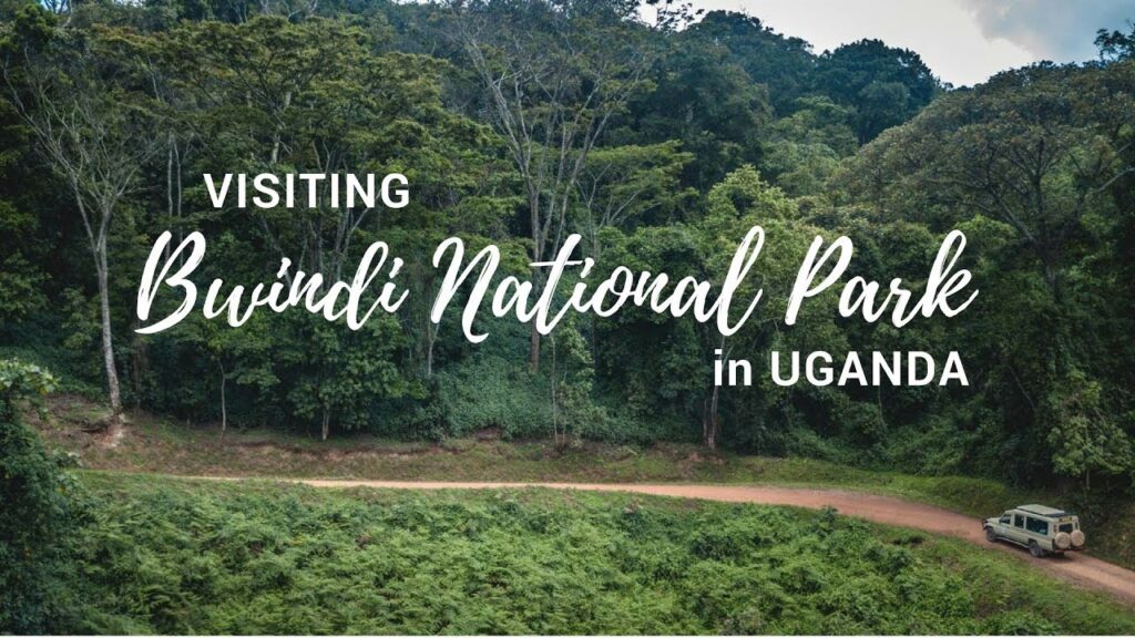 Bwindi Forest Luxury Travel Guide