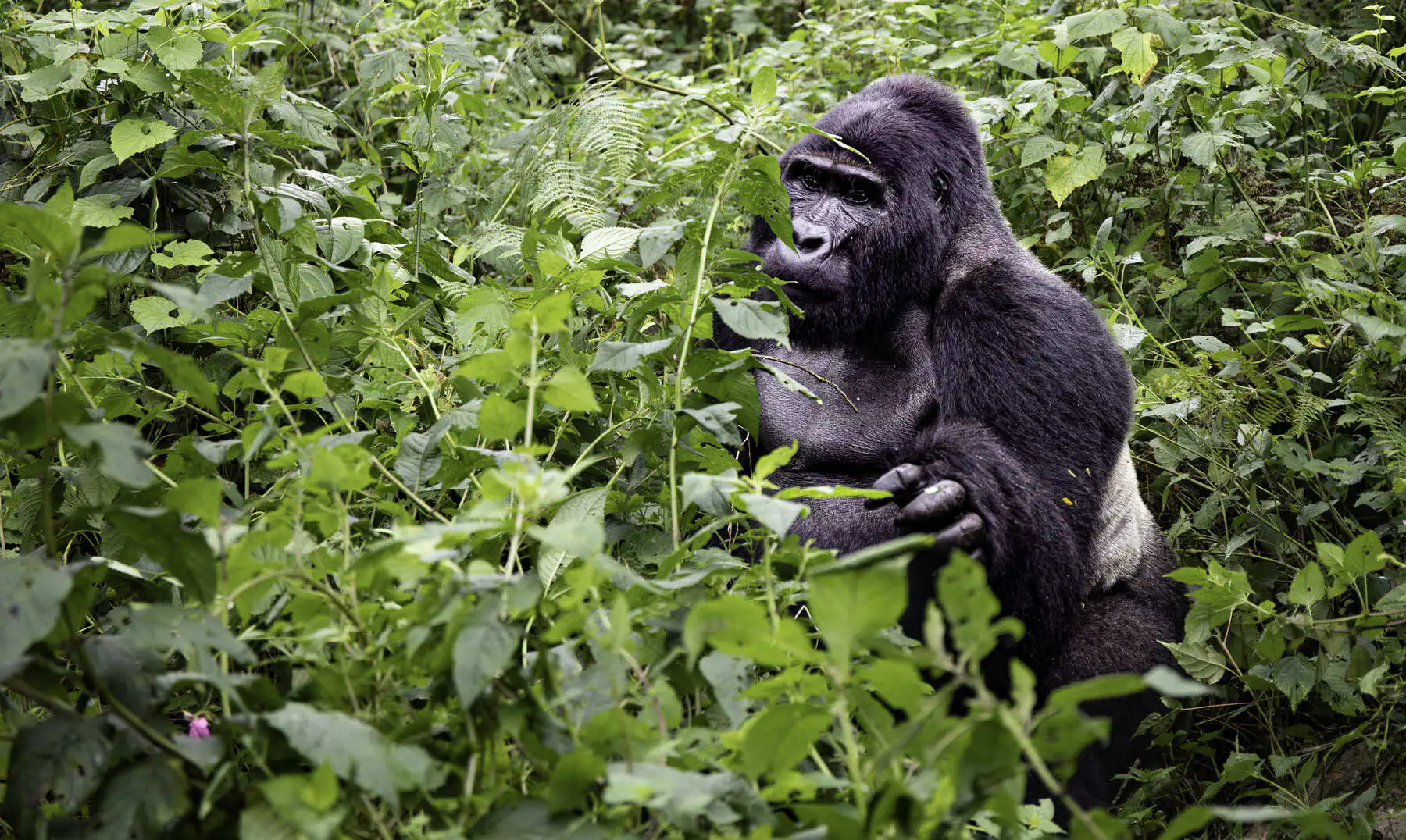 6 Days Luxury Gorilla Trekking for Gay Couples Uganda