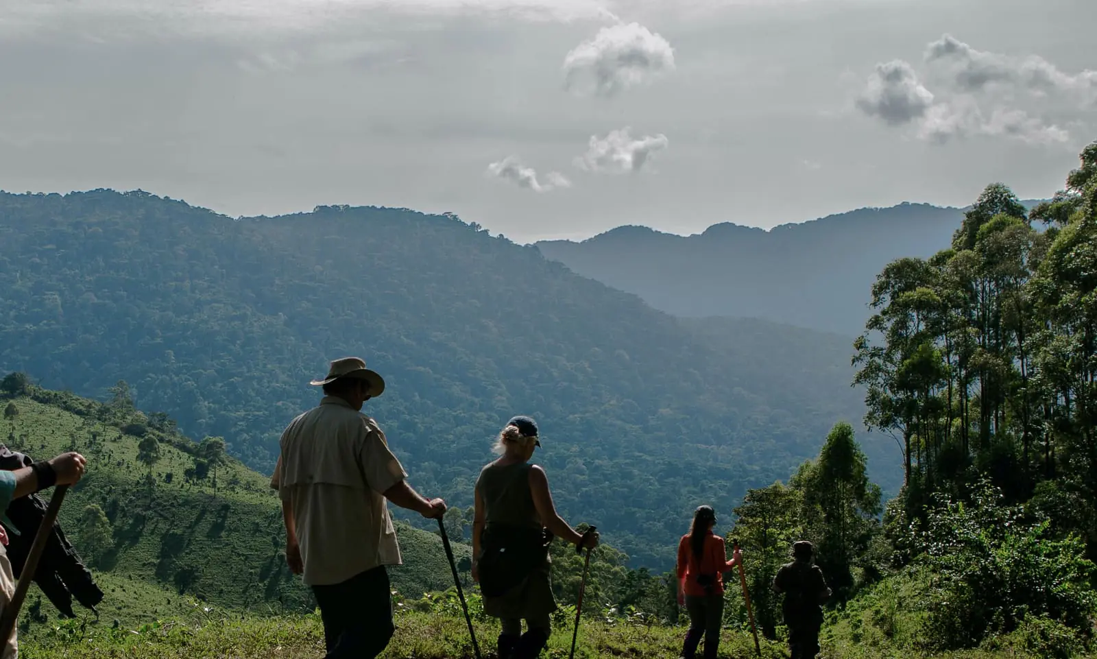 Best Luxury Gorilla Tours in Africa – Uganda vs Rwanda Compared