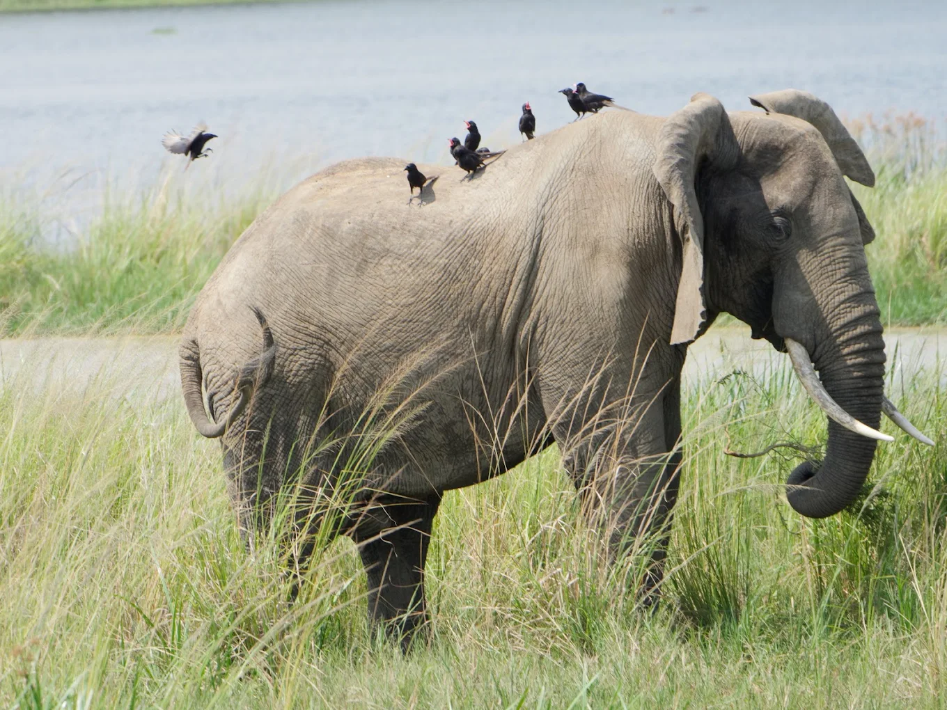 Lions in Murchison Falls National Park