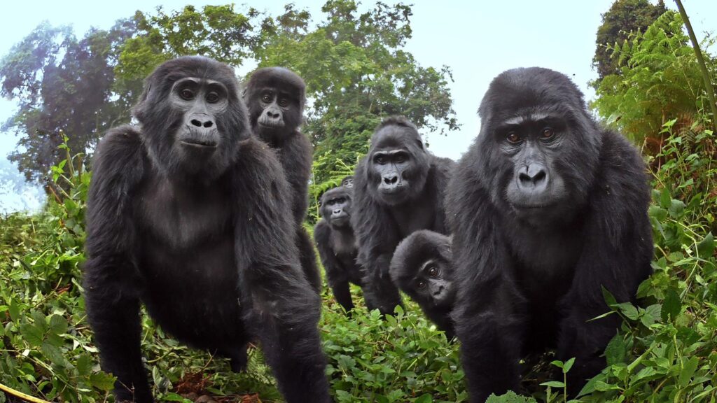How Fit Do You Need to Be for Gorilla Trekking?