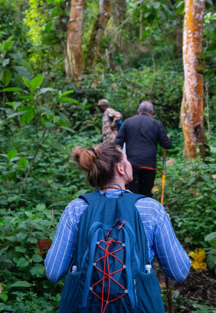 Mountain Gorilla Hunting in Volcanoes National Park – Wildlife Action by Elevana