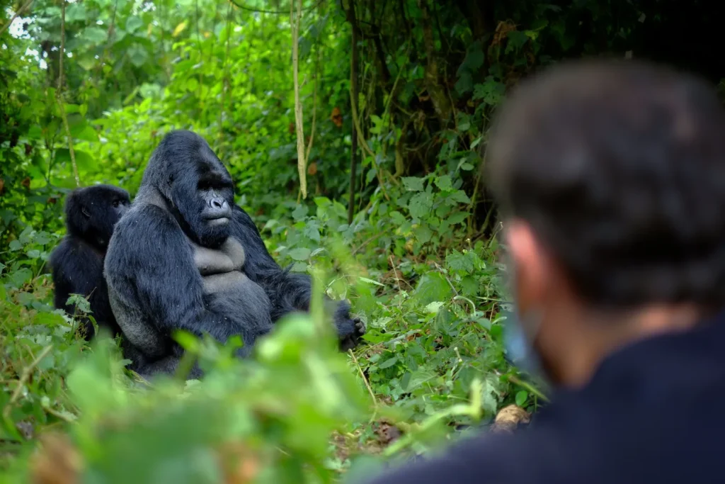 Luxury Gorilla Trekking for Gay Couples in Uganda and Rwanda