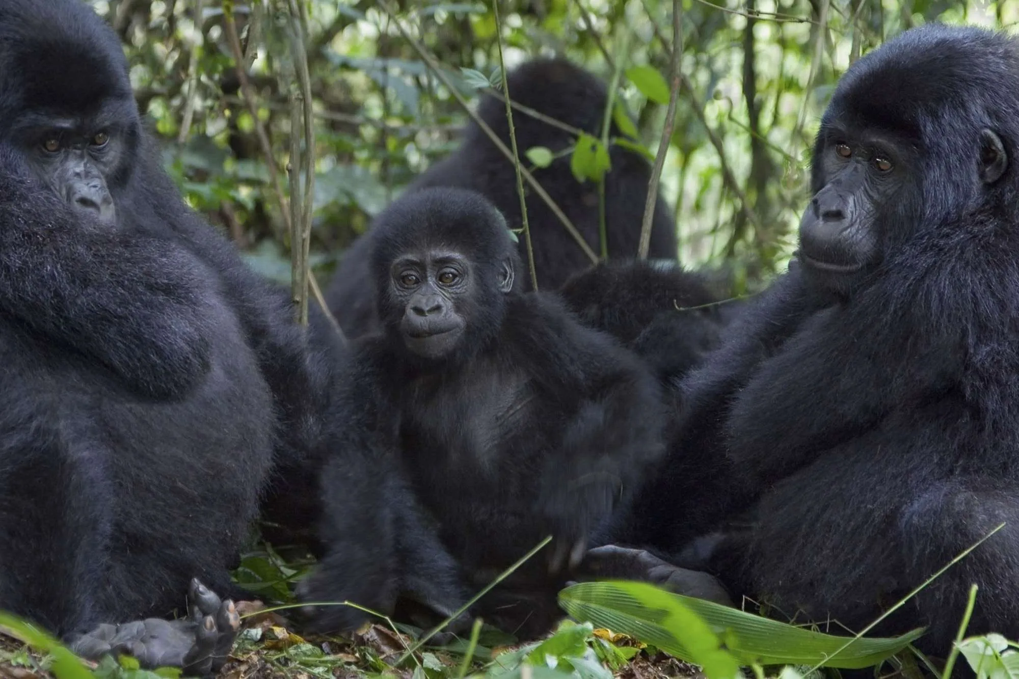 Best Gorilla Families to Trek in Rwanda’s Volcanoes National Park
