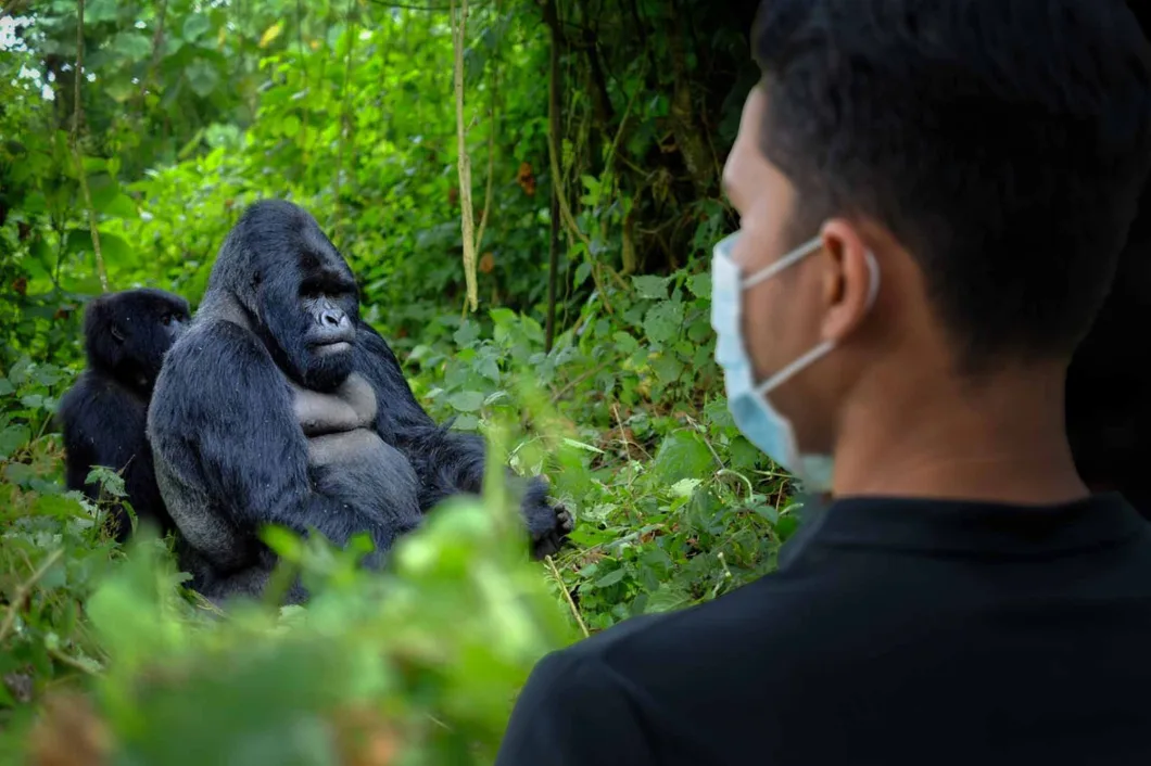 Is Gorilla Trekking Safe? A Complete Safety Guide for Luxury Travelers