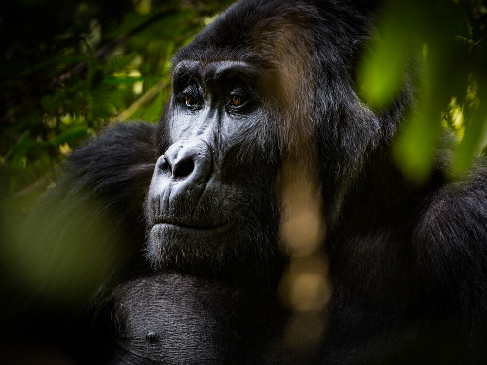 Affordable Gorilla Trekking Safari
