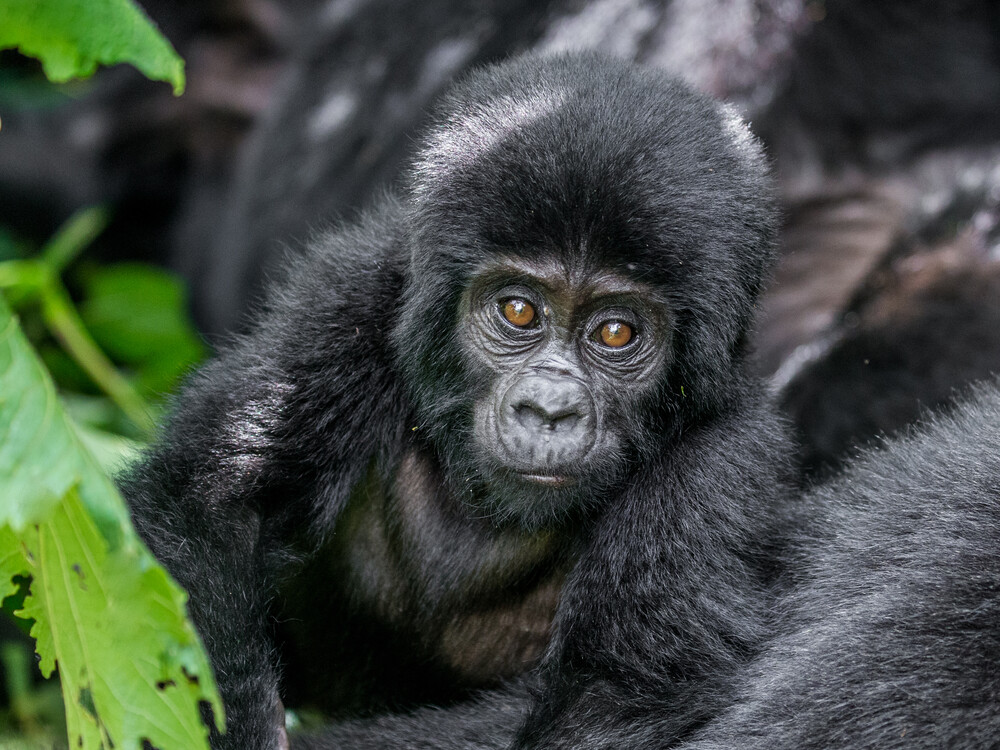 6 Day Luxury Gorilla Trekking Rwanda Low Fitness Guests