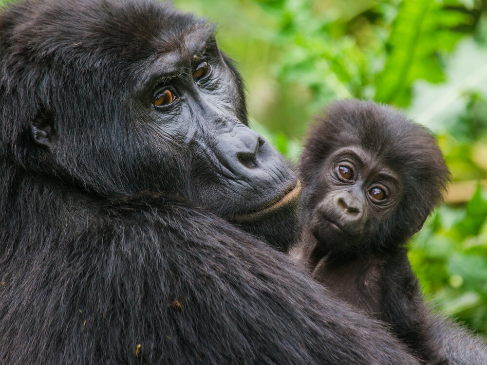 Luxury gorilla trekking tour booking in Uganda