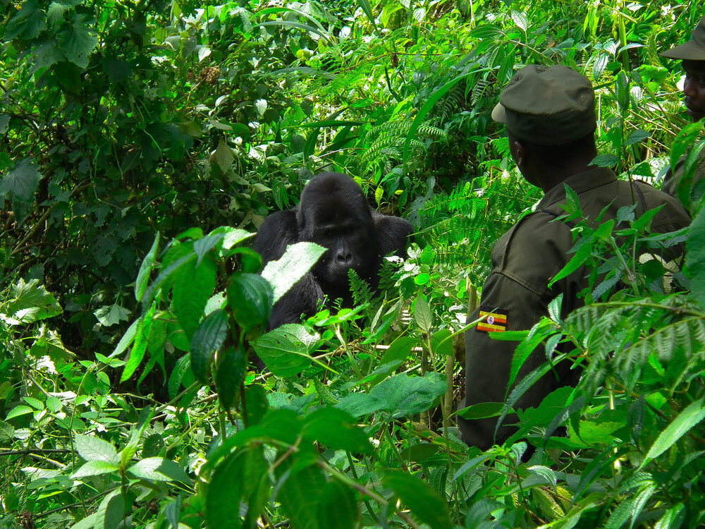 Booking a luxury gorilla trekking tour in Uganda