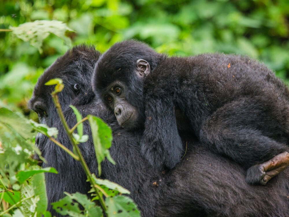 Booking a luxury gorilla trekking tour with Nextgen Safaris