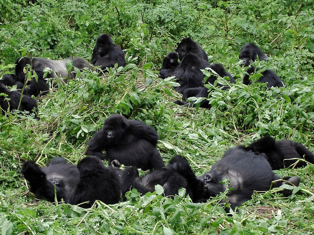 Planning and booking a luxury mountain gorilla trekking tour in Rwanda