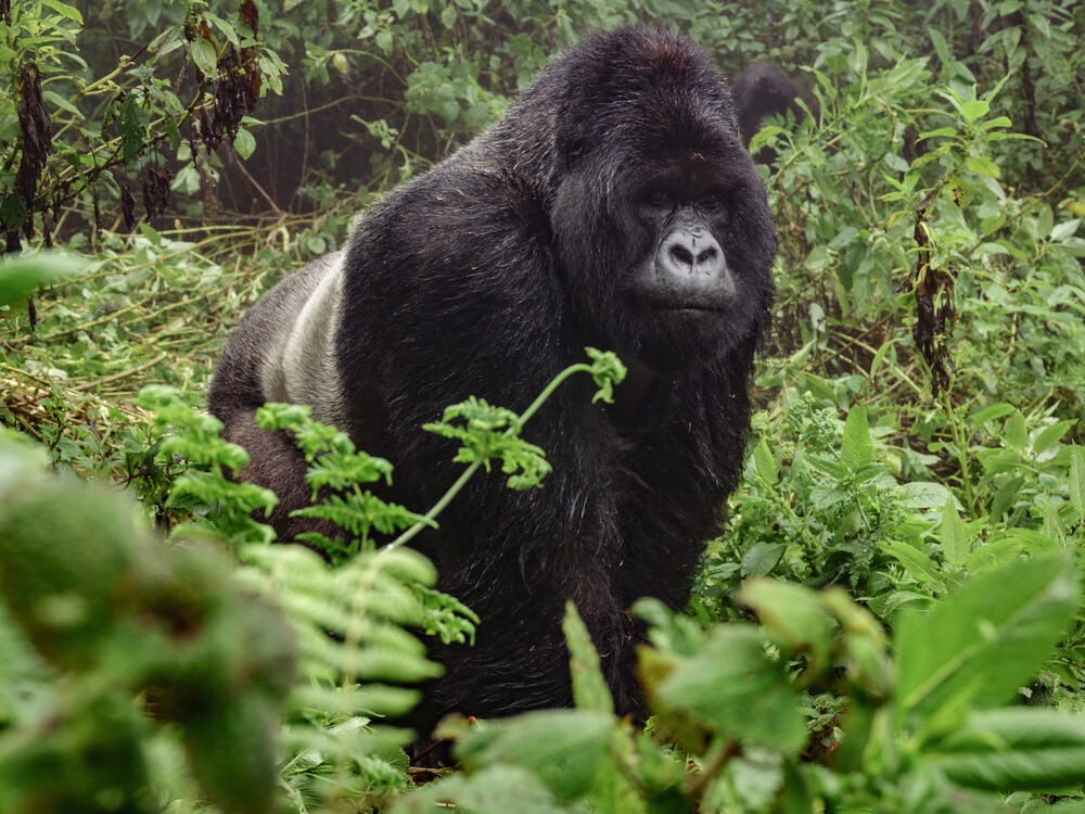 Booking Gorilla Trekking with Nextgen Safaris
