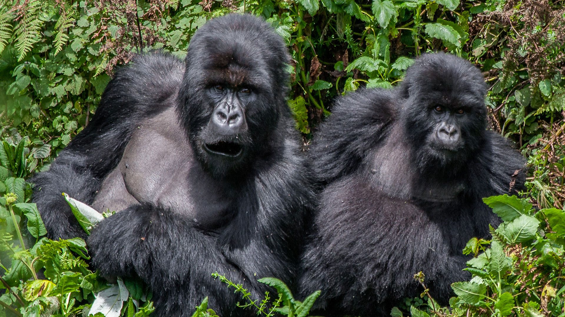 Budget Gorilla Habituation Safaris