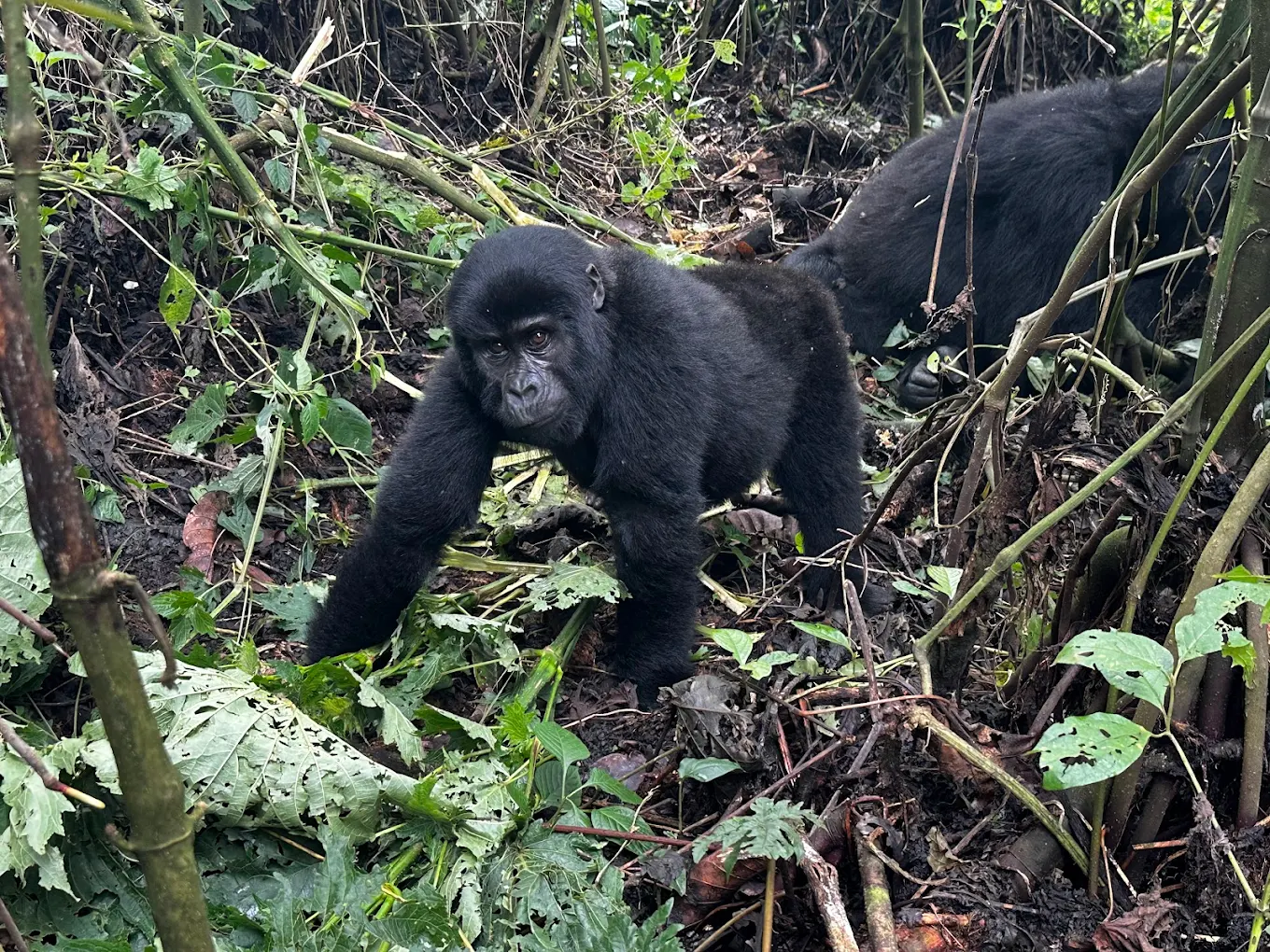 Buhoma Lodge set in Bwindi Impenetrable Forest for luxury gorilla photography safaris