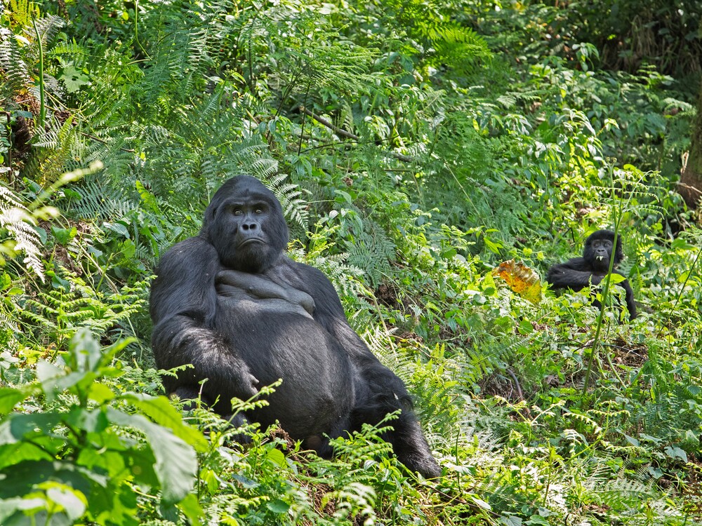 Bwindi Impenetrable National Park Gorilla Family