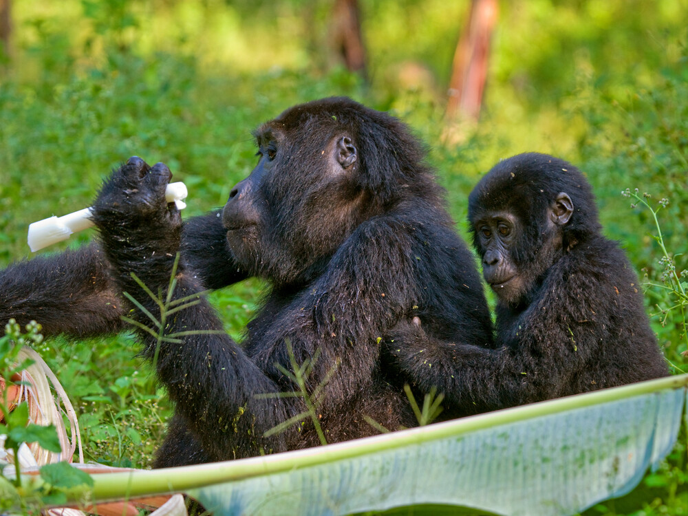 6 Day Gentle Luxury Gorilla Trekking Bwindi for Seniors