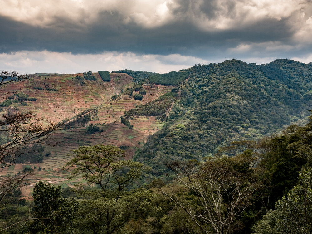 What truly makes these Wildlife Experiences exceptional is how they come together to tell a complete story of Uganda and Rwanda. You gain insight into different habitats, wildlife behaviors, and landscapes, building a deeper understanding of the region.

