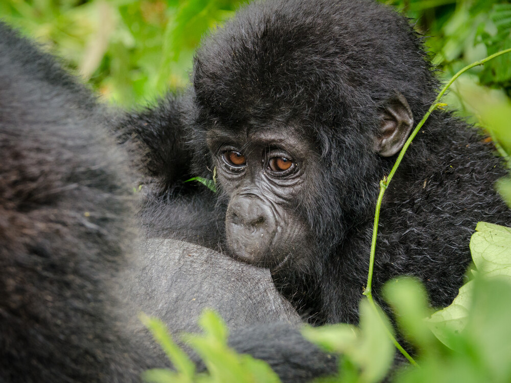 Cheap Gorilla Trekking Uganda