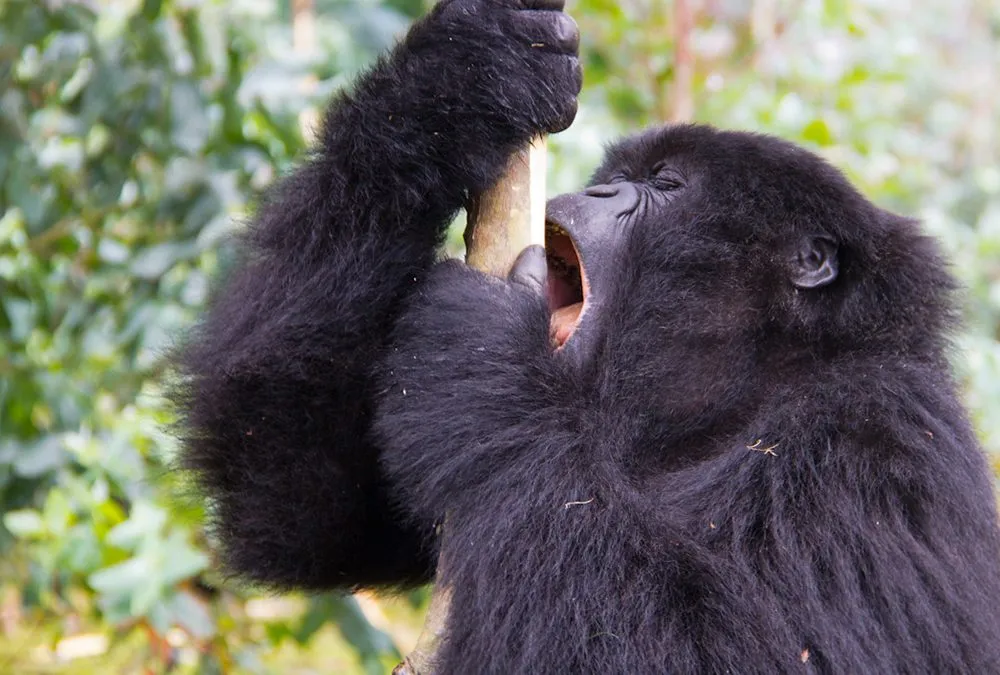 6 Day Luxury Gorilla Habituation Experience for Beginners