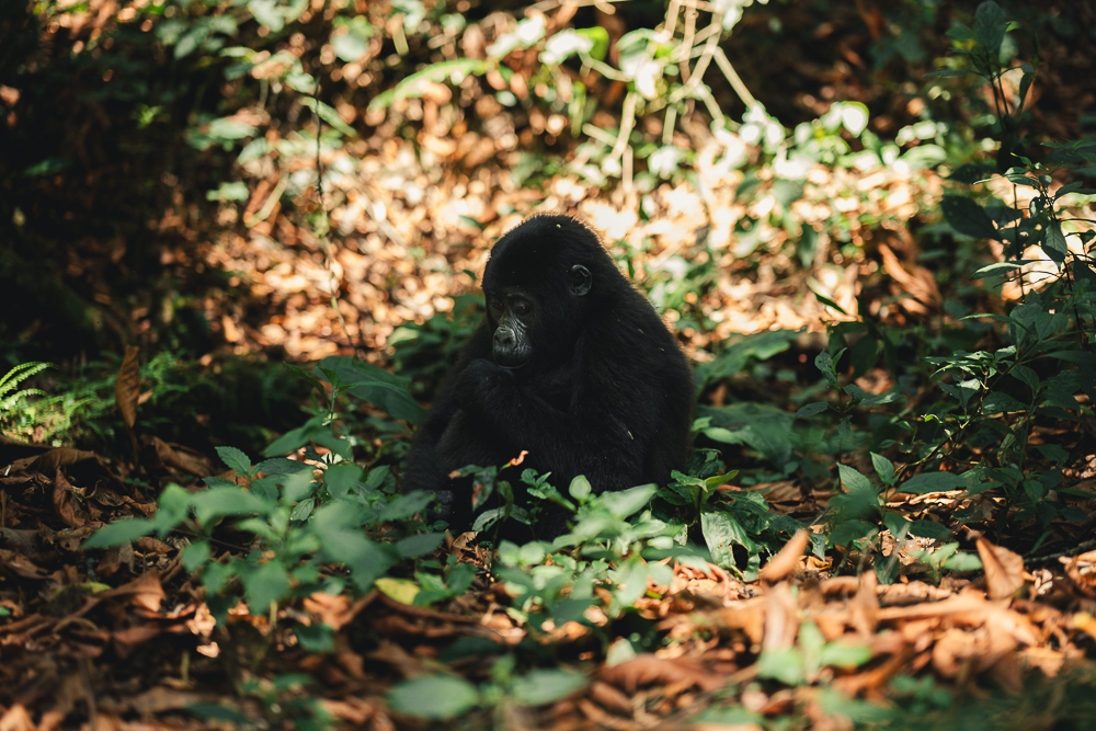 Luxury Gorilla Trekking for Gay Couples in Uganda and Rwanda