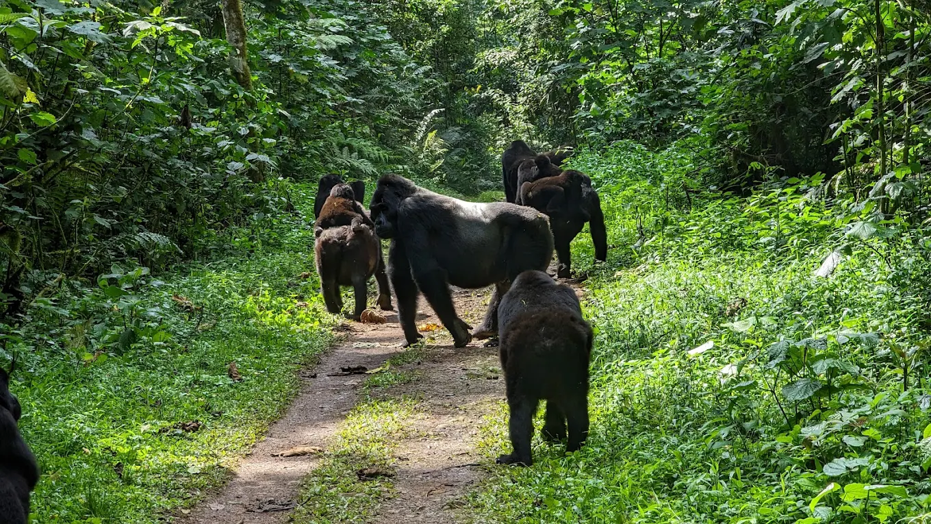 Family-Friendly Luxury Gorilla Trips