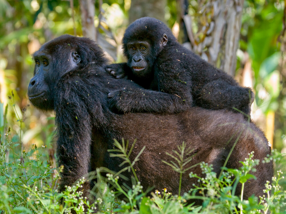 Luxury gorilla trekking tour in Uganda and Rwanda