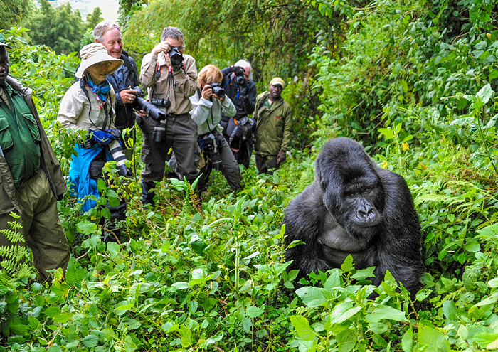 4 Day Luxury Gorilla Trekking Uganda for Seniors