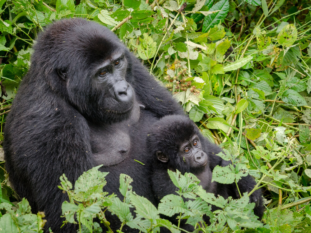 Gorilla Trekking in Uganda and Rwanda