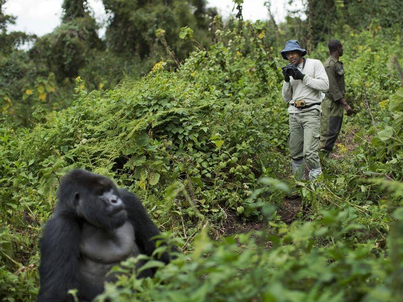 Gorilla Trekking in Volcanoes National Park