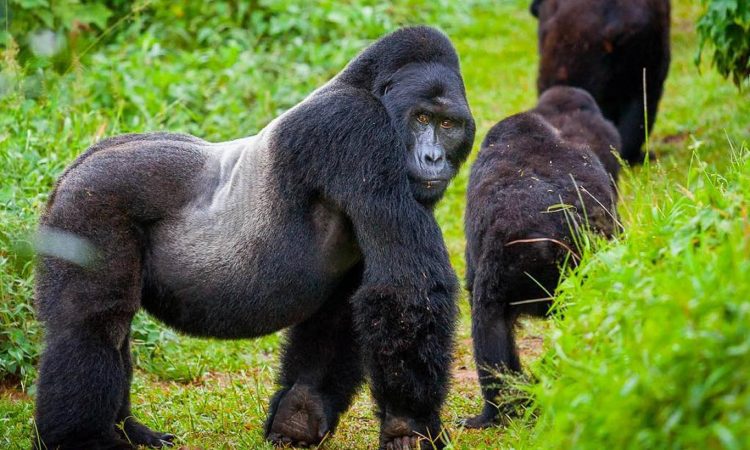Luxury Gorilla Trekking in Volcanoes National Park Rwanda by Elevana