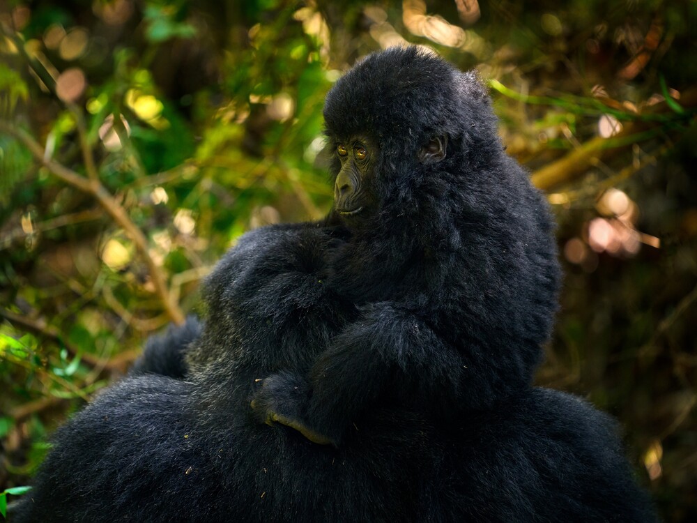 7 Day Private Luxury Gorilla Trekking for Seniors
